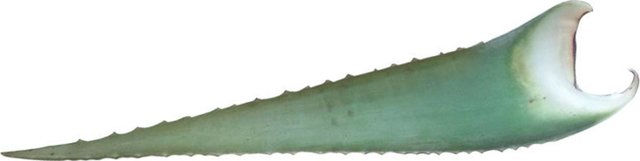 Aloe Vera-Blatt "Barbadensis Miller" - ca. 500-700 g – Bild 1 von 2