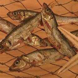 Produktbild von alsa-nature Baltik-Hering Kauartikel - 2 x 250 g