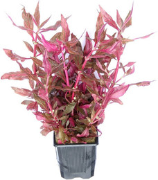 Produktbild von Alternanthera reineckii 'rubinrot' Topf XXL