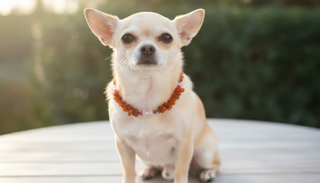 Produktbild von Amberdog® Bernsteinkette mit Sugilith & Rosenquarz – Handgefertigtes Einzelstück für Hunde (29 cm)