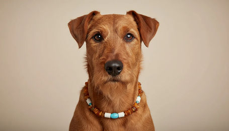 Produktbild von amberdog Hunde Bernsteinkette mit EM-Keramik Howlith Länge 45cm