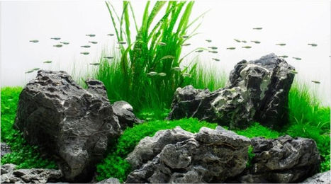 Amtra Fotorückwand Amazonia 60x30 cm - 60 cm – Bild 1 von 2