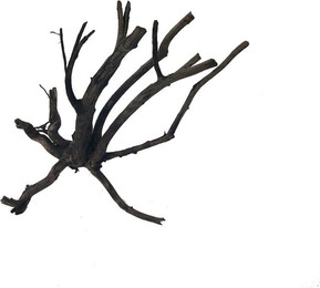 Produktbild von amtra Moorwood Naturholz L (ca. 50 cm)