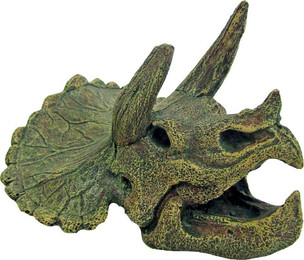 Produktbild von Amtra Triceraptos Schädel