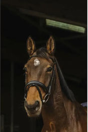 Produktbild von Anatomisch geformte Reitzäume Norton Pro Dark