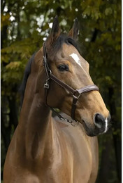 Produktbild von Anatomisches Halfter Norton Pro