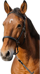 Produktbild von Anatomisches Reittrensengebit und Trainingshalfter Norton