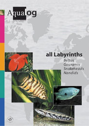 Produktbild von Animalbook All Labyrinths - 1 Stk