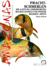 Produktbild von Animalbook Prachtschmerlen - 1 Stk