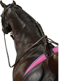 Produktbild von Anti-Filter-Gurt für Pferde Kincade Poly