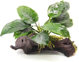 Produktbild von Anubias barteri Saugwurzel 16x5x16 cm