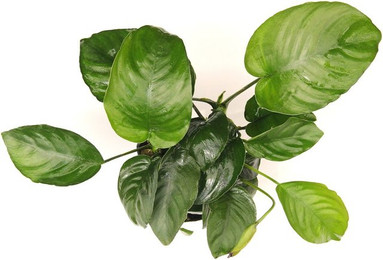 Produktbild von Anubias barteri Topf XXL