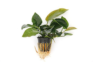 Produktbild von Anubias barteri var. Barteri