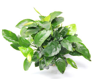 Produktbild von Anubias barteri var. nana 'Bigfoot' Topf XL