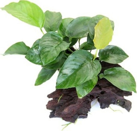 Produktbild von Anubias barteri Wurzel 19x7x17 cm