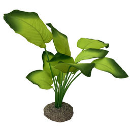 Produktbild von Aqua D'ella Anubias Pflanze 20 cm - 20 cm