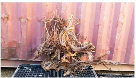 Produktbild von Aqua-Deko Wurzel Aquavie Curlivigne Extra V2