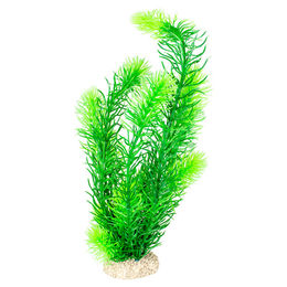 Produktbild von Aqua Della Hornwort-Pflanze L