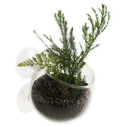 Aqua Della Pflanzgefäß aus Glas transparent – Bild 1 von 4