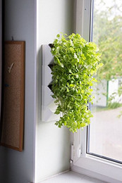 Produktbild von AQUAEL Versa Garden Herbs Pflanzen-Wandmodul - 1 Stk.