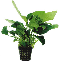 Produktbild von Aquafleur Anubias Barteri Nana Pflanze im 5 cm Topf