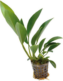 Produktbild von Aquafleur Anubias Congensis Pflanze im 5 cm Topf