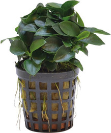 Produktbild von Aquafleur Anubias Nana Bonsai Mini-Pflanze