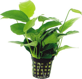 Produktbild von Aquafleur Anubias Nana Pflanze im 5 cm Topf