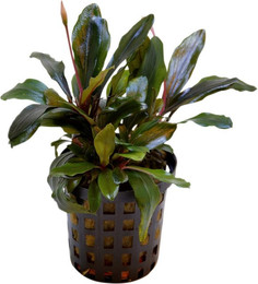 Produktbild von Aquafleur Bucephalandra Theia Pflanze im 5 cm Topf