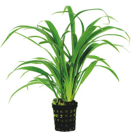 Produktbild von Aquafleur Chlorophytum Bichettii Planze im 5 cm Topf