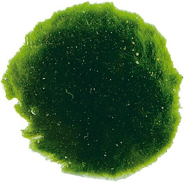 Produktbild von Aquafleur Cladophora Mooskugeln XS 6 Stück