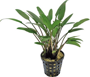 Produktbild von Aquafleur Cryptocoryne Nevelli Pflanze im 5 cm Topf