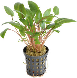 Produktbild von Aquafleur Cryptocoryne Wendtii Grün im 5 cm Topf