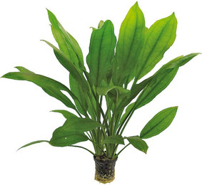 Produktbild von Aquafleur Echinodorus Bleheri Pflanze im 5 cm Topf