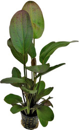 Produktbild von Aquafleur Echinodorus Ozelot Rot Pflanze im 5 cm Topf