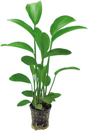 Produktbild von Aquafleur Echinodorus Radicans Pflanze im 5 cm Topf