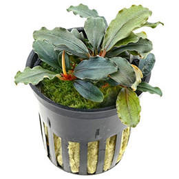 Produktbild von Aquafleur Echinodorus Rubra im Pflanze 5 cm Topf