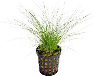 Produktbild von Aquafleur Eleocharis Acicularis Pflanze im 5 cm Topf
