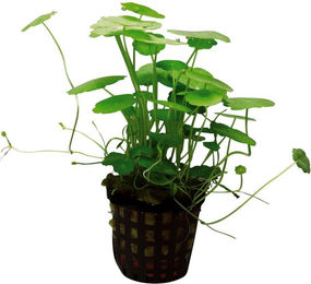 Produktbild von Aquafleur Hydrocotyle Verticillata Pflanze