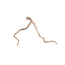 AquaOne L Moorkienwurzel Echtholz Aquarium Deko – Bild 1 von 4