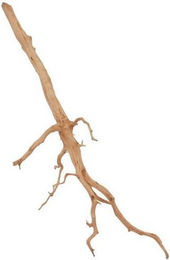 Produktbild von Aquaone L Red Spider Wurzel Echtholz Aquariumdeko