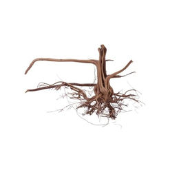 Aquaone Siennawurzel Nr.1265 Größe L Aquarium Deko Holz – Bild 1 von 4