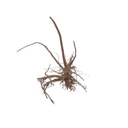 Produktbild von Aquaone Siennawurzel Nr.5281 Größe L Aquarium Deko