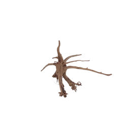 Produktbild von Aquaone Siennawurzel Nr.5308 Größe L