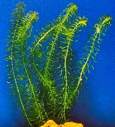 Produktbild von Aquaristik-Langer Aquariendeko Egeria najas Nixkrautähnliche Wasserpest Bund