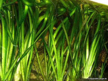 Produktbild von Aquaristik Riesenvallisnerie Vallisneria gigantea Bund 3 Stück
