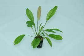 Produktbild von Aquarium Fan Echinodorus Janii