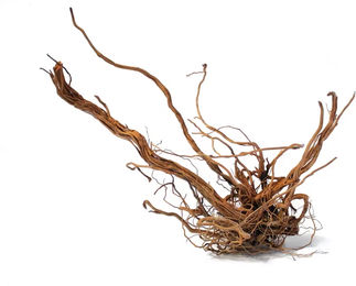 Produktbild von Aquariumdekoration Aquavie Curlivigne