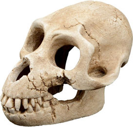 Produktbild von Aquariumdekoration Aquavie R Terra Ratarold 2