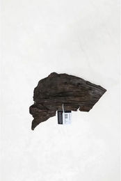 Produktbild von Aquariumdekoration Mangrovenwurzel Aquavie